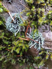 Pilophorus acicularis