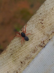 Trachelopachys