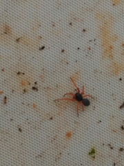 Trachelopachys