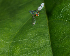 Condylostylus pruinosus