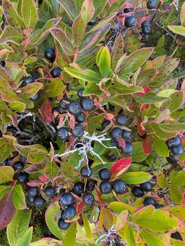 northern dwarf huckleberry (Gaylussacia bigeloviana)