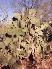 Opuntia alta