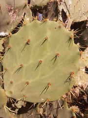 Opuntia alta