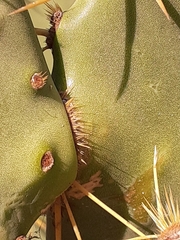 Opuntia alta