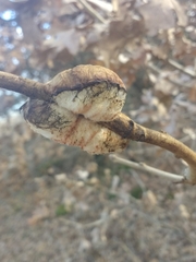 Striatoandricus aciculatus