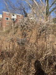 Eupatorium altissimum