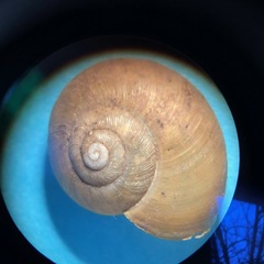 Mesomphix vulgatus