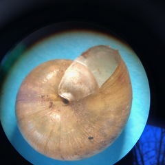 Mesomphix vulgatus