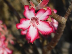 Adenium multiflorum image