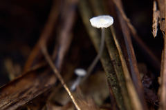 Delicatula integrella