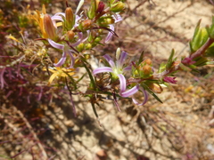 Wahlenbergia subulata