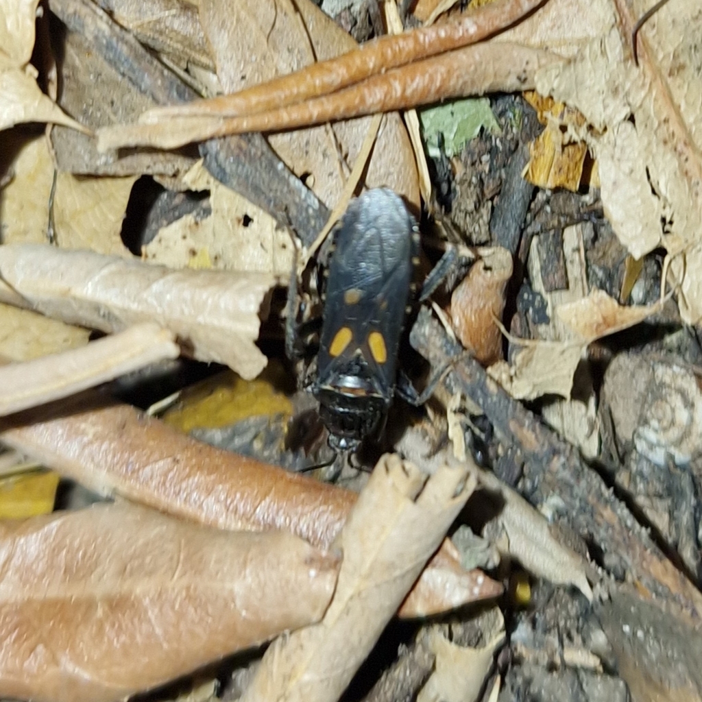 Ectomocoris chiragra