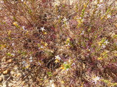 Wahlenbergia subulata