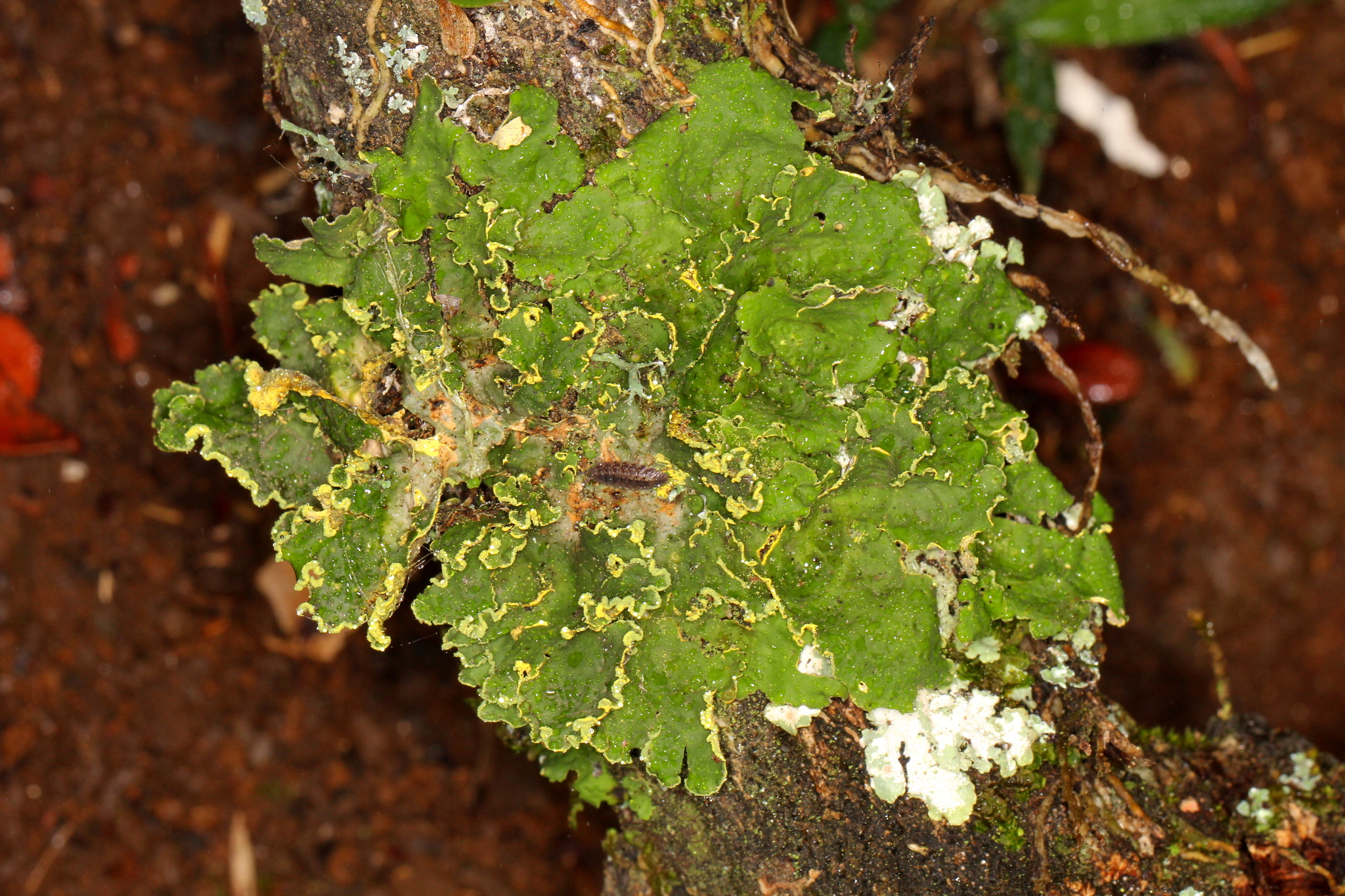 Pseudocyphellaria aurata image