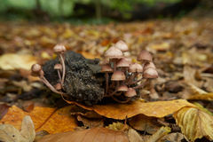 Mycena arcangeliana