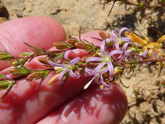 Wahlenbergia subulata