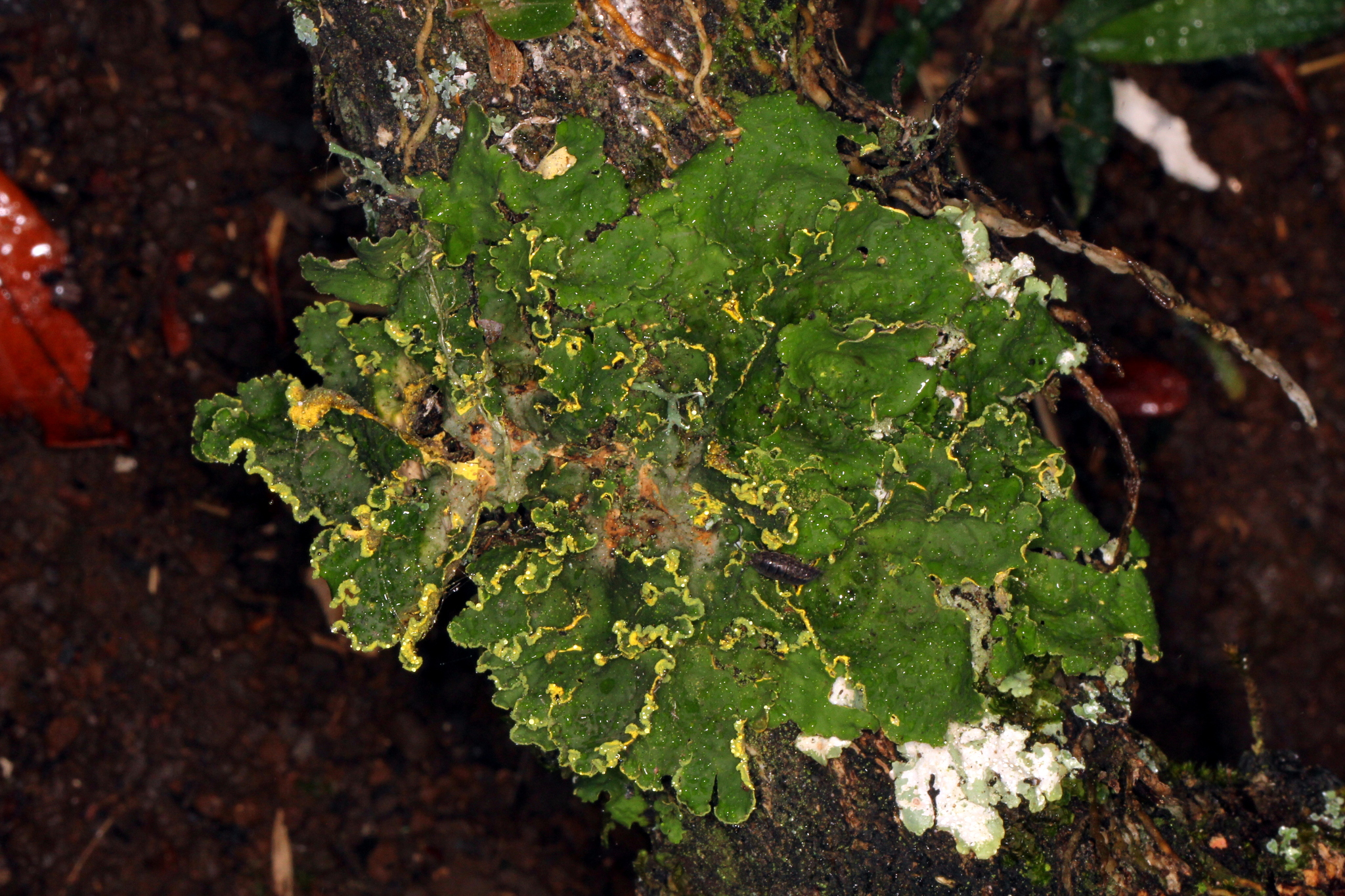 Pseudocyphellaria image