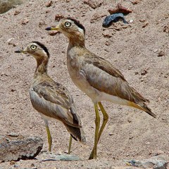 Burhinus superciliaris