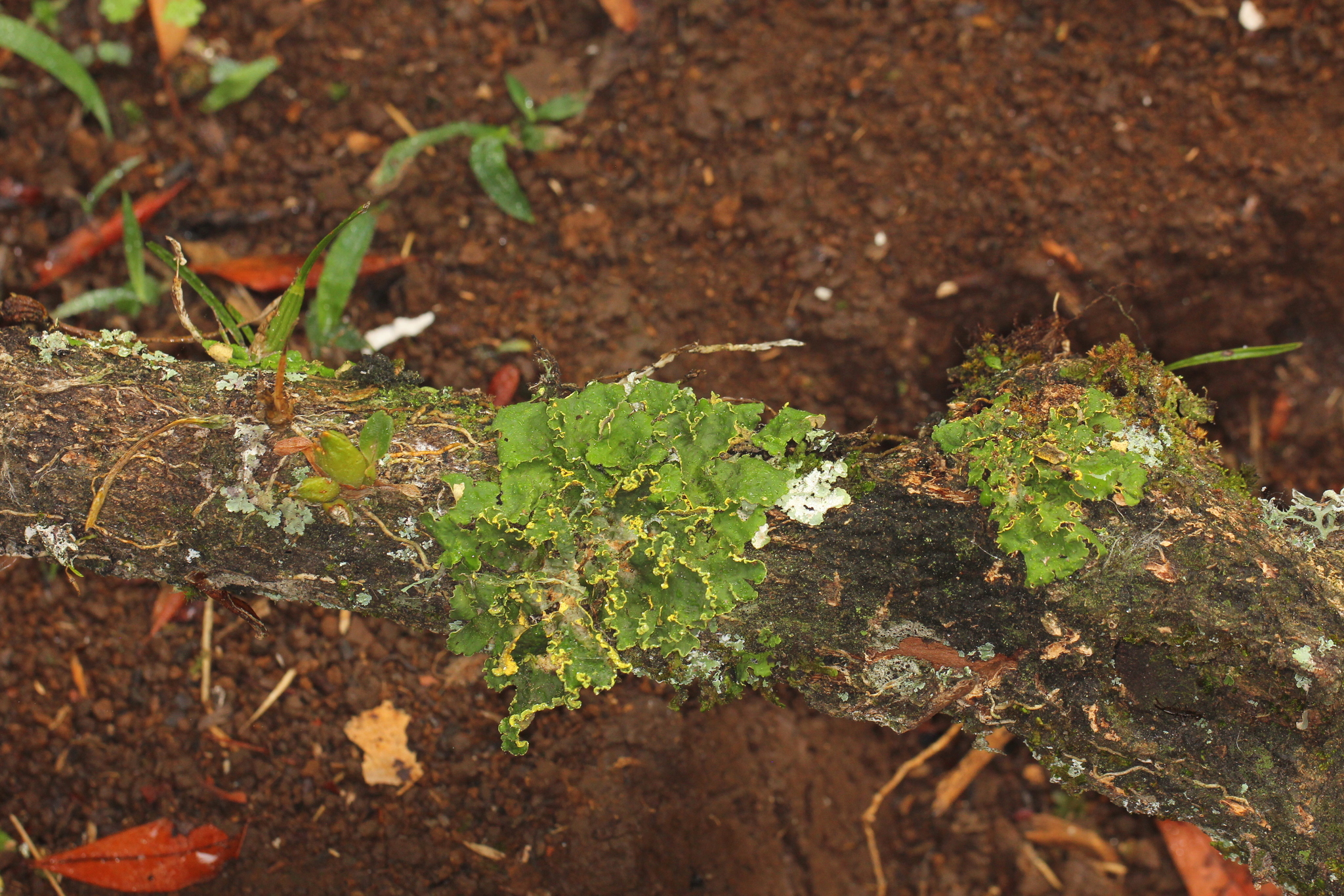 Pseudocyphellaria aurata image