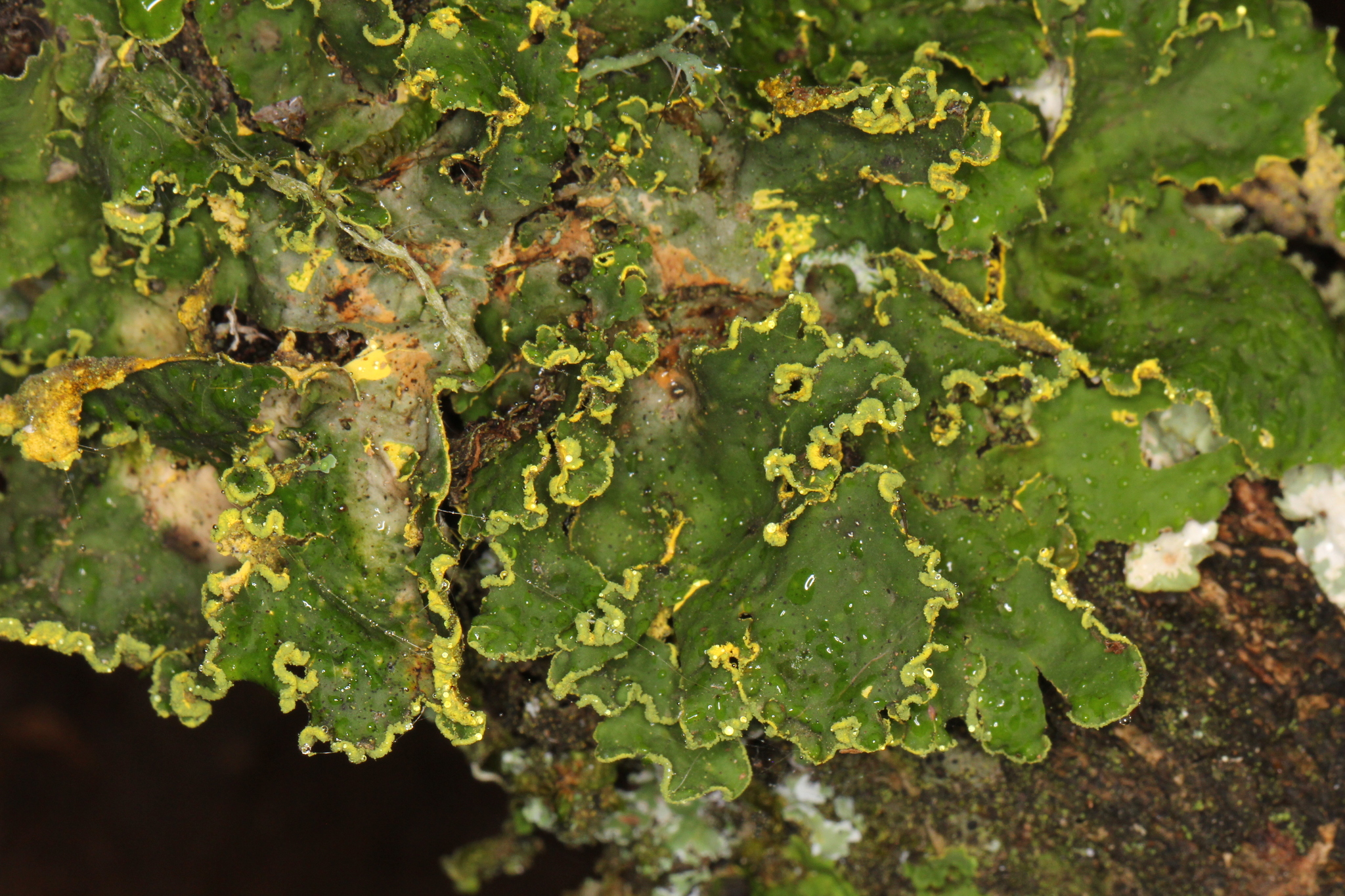 Pseudocyphellaria aurata image