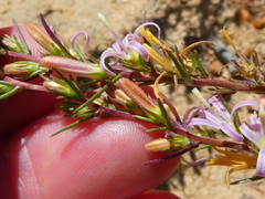 Wahlenbergia subulata