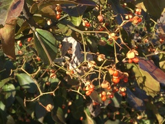 Euonymus