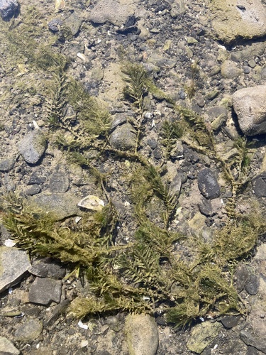 Fontinalis hypnoides observed 2025-10-04