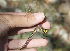 Rhionaeschna dugesi