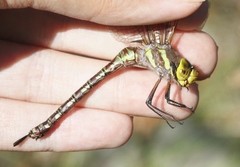 Rhionaeschna dugesi