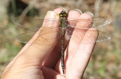 Rhionaeschna dugesi