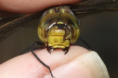 Rhionaeschna dugesi
