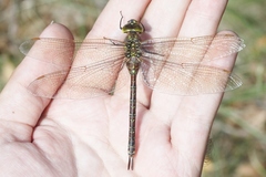 Rhionaeschna dugesi
