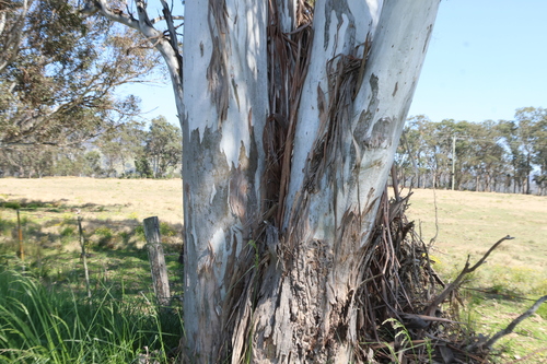 cabbage gum (Eucalyptus amplifolia)