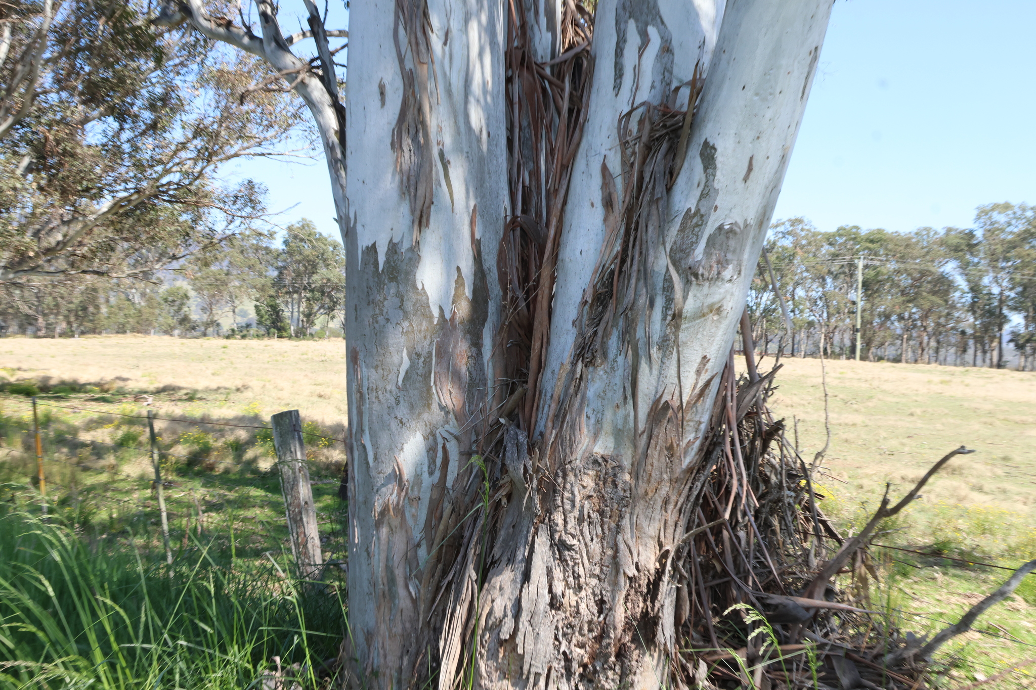 Cabbage Gum (Eucalyptus amplifolia)