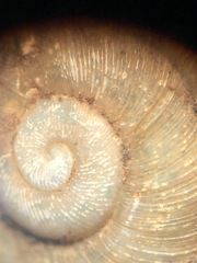 Mesomphix vulgatus
