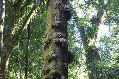 Epicharis parasitica, photograph (c) Aalbert Rebergen, some rights reserved (CC BY)