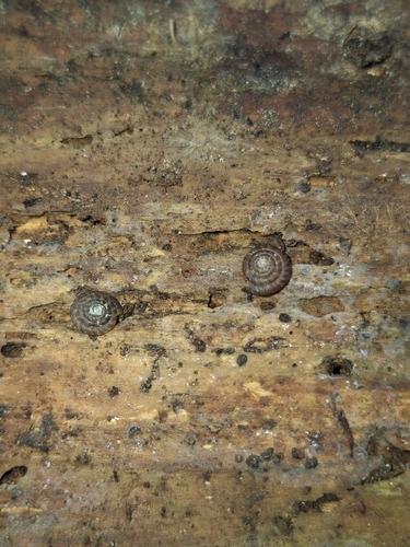 Gonyodiscus rotundatus