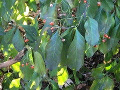 Euonymus