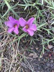 Oxalis laciniata