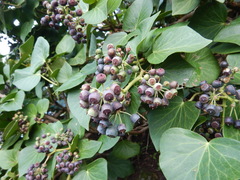 Hedera azorica