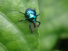 Eurhinus