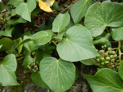 Hedera azorica