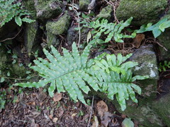 Polypodium macaronesicum azoricum