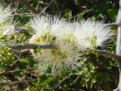 Albizia anthelmintica