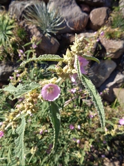 Narrow-leaved Mallow (Malva angustifolia)