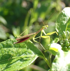 Callimantis antillarum