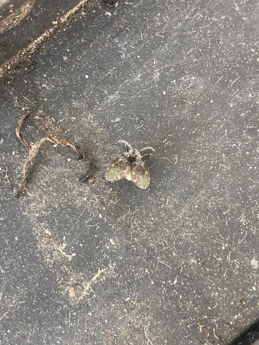Unknown species found near Felton Pl, Bloomington, IL, US