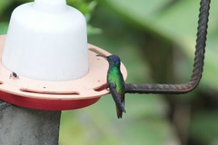 Chrysuronia oenone