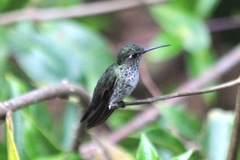 Taphrospilus hypostictus