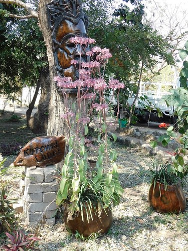 Kalanchoe laetivirens